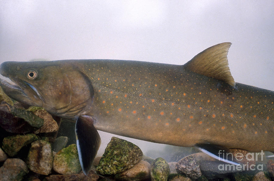 Bull Trout Photograph by William H. Mullins