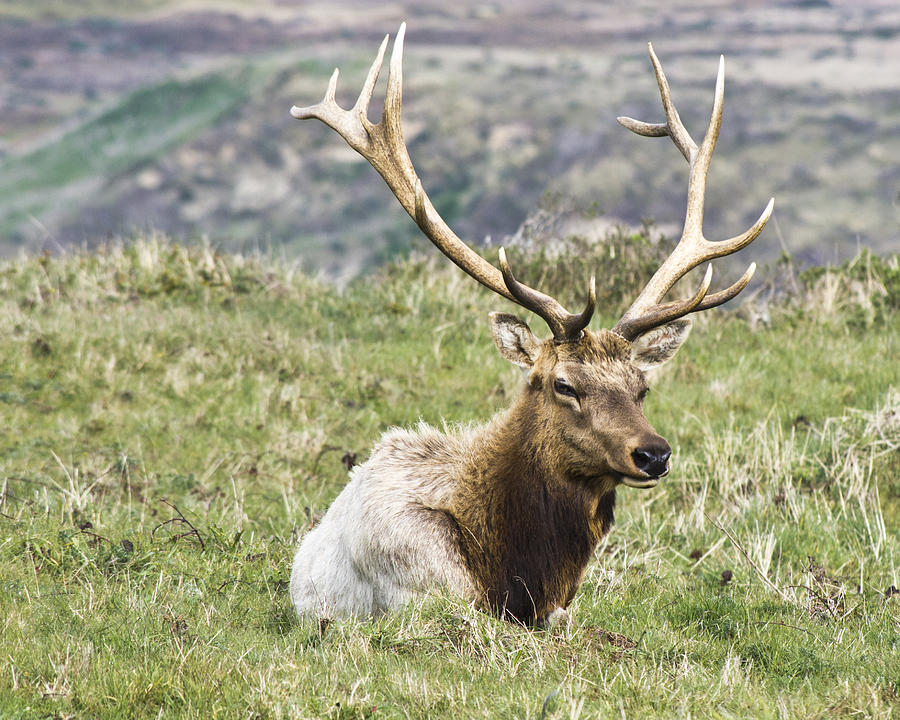 Bull Tule Elk Photograph by Priya Ghose
