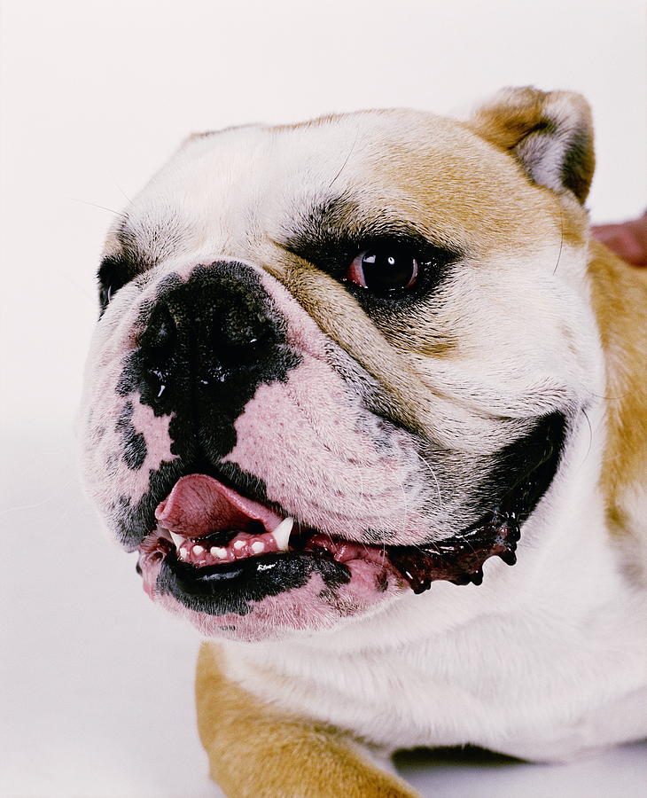 Bulldog against white background, head-shot Photograph by Colin Hawkins