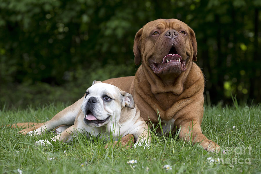 Bulldog And Dogue De Bordeaux Photograph by Jean-Michel Labat
