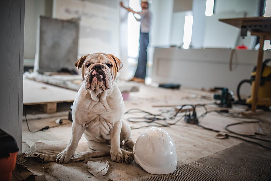 Bulldog at construction site! Photograph by Skynesher