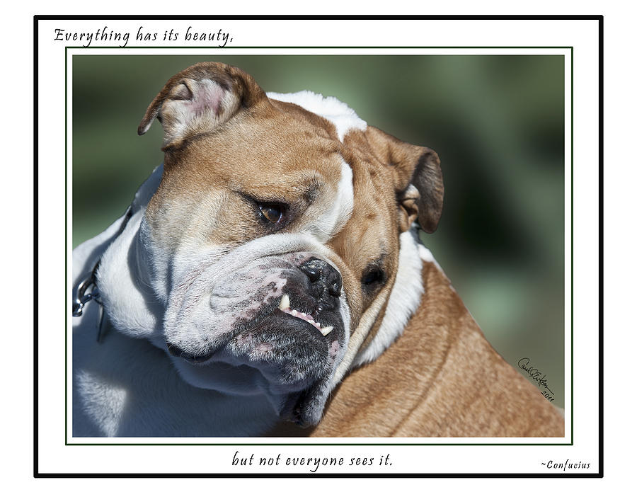 Bulldog Beauty Photograph by Carol Erikson