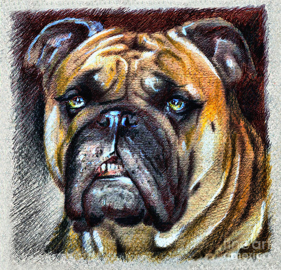 Bulldog Drawing by Daliana Pacuraru