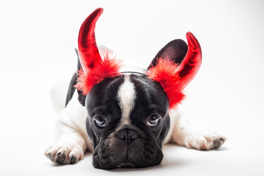 Bulldog Dressed Up As A Devil Photograph