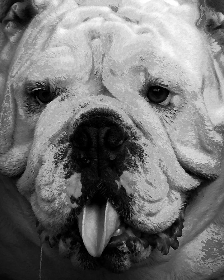 Bulldog Face Photograph by Timothy Bulone