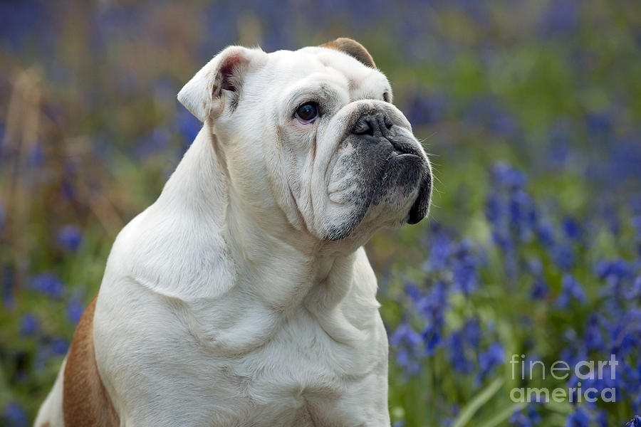 Bulldog In Bluebells Photograph by John Daniels