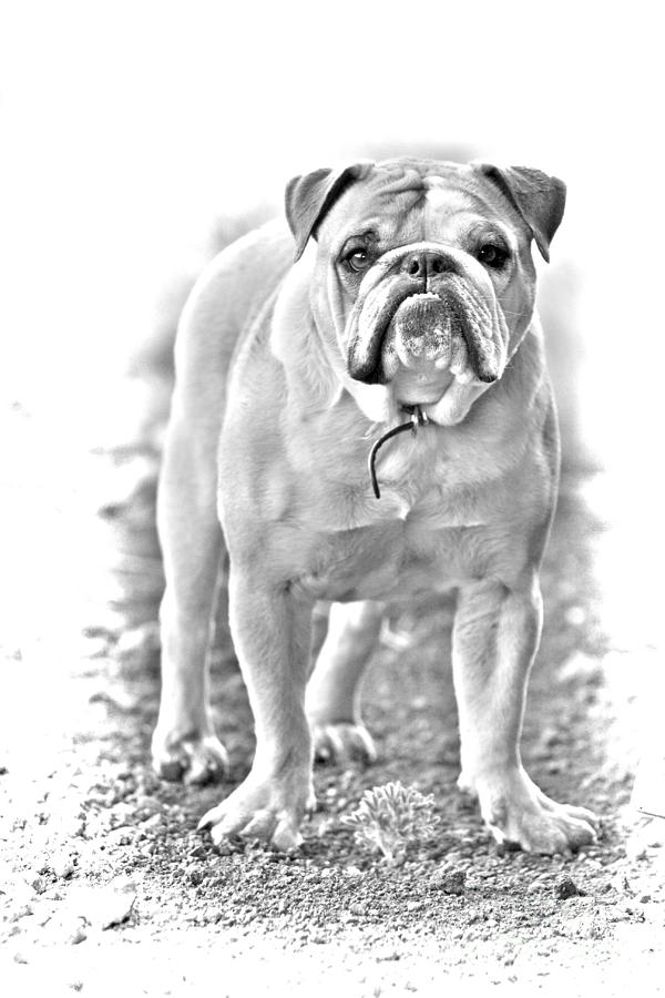 Bulldog Photograph by James BO Insogna