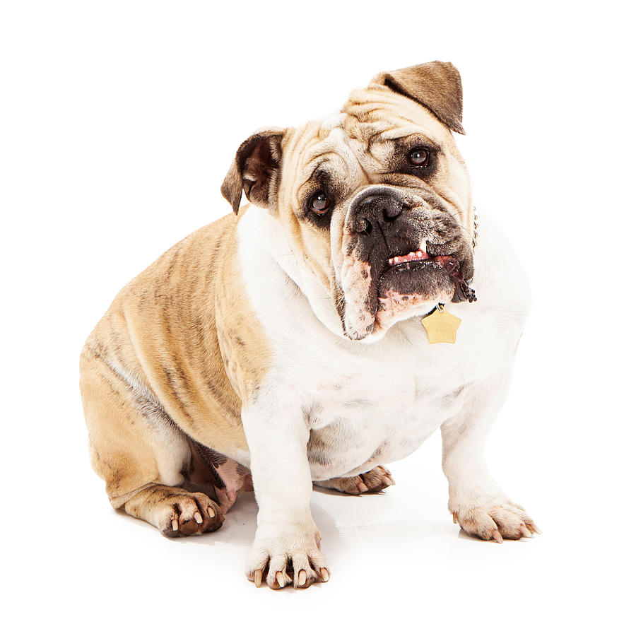 Dog Photograph - Bulldog Looking Attentive  by Good Focused