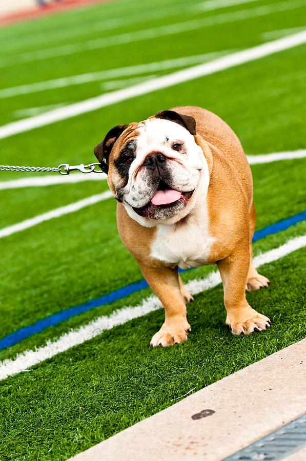 Football Photograph - Bulldog on football field by Tammy Abrego