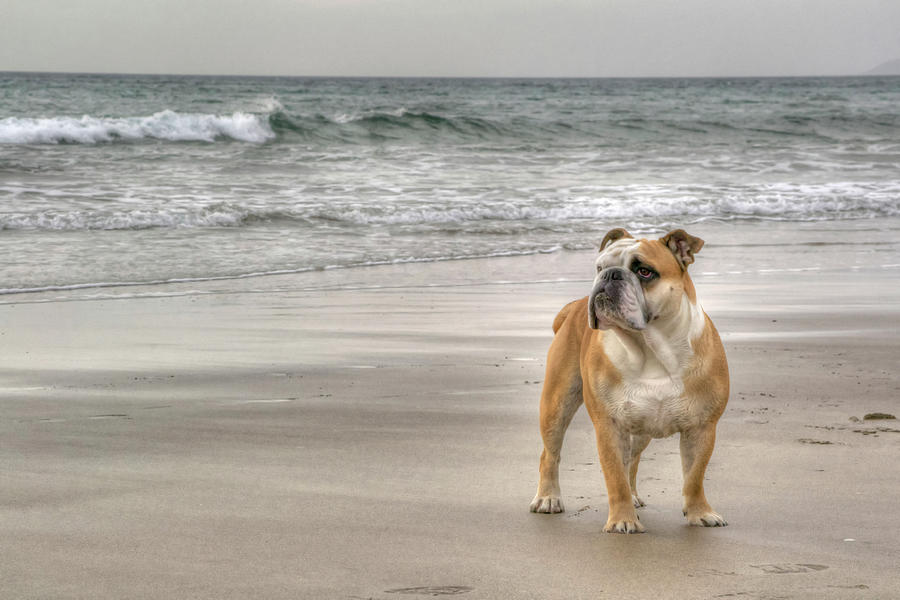 Bulldog Photograph by Photography By Jed Langdon