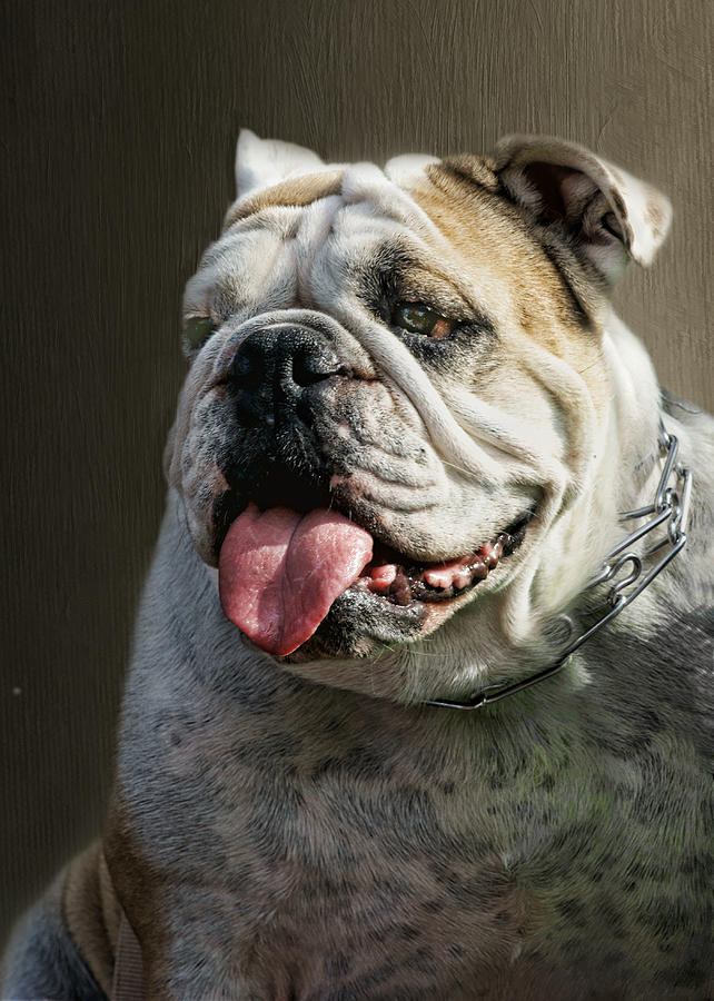 Bulldog Portrait Photograph by Nikolyn McDonald