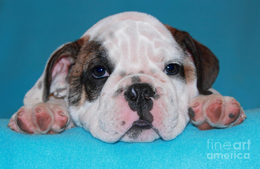 Bulldog Puppy Face Photograph by Pattie Calfy