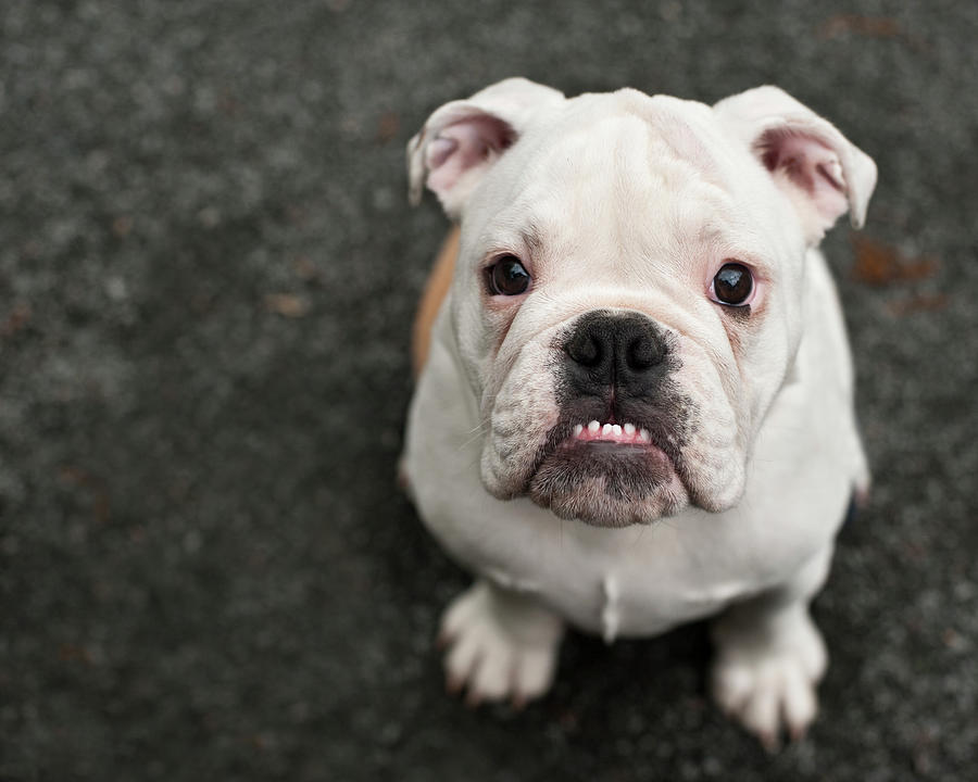 Bulldog Puppy Photograph by Jody Trappe Photography