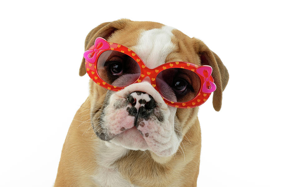 puppy sunglasses
