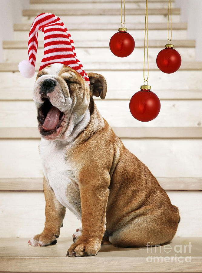Holiday Bulldog Puppy  Photograph by John Daniels Paul Brown Jeff Ried