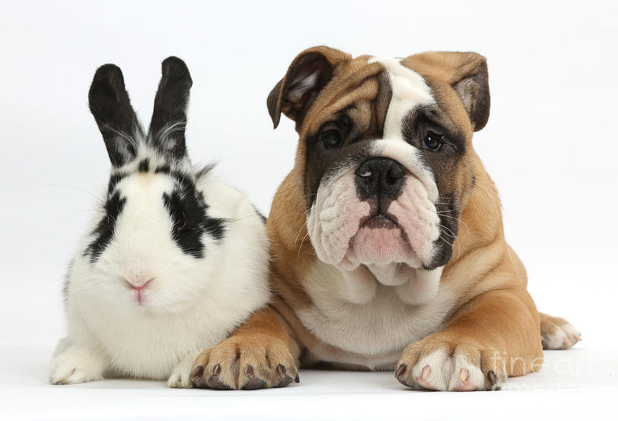 Nature Photograph - Bulldog Puppy With Rabbit by Mark Taylor