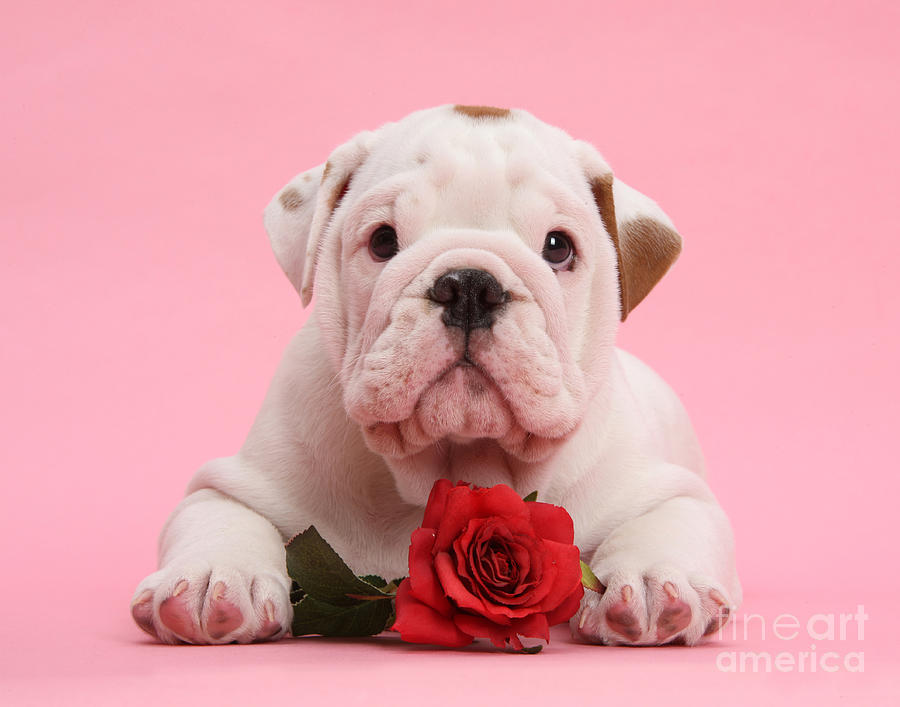 Bulldog Puppy With Red Rose Photograph by Mark Taylor