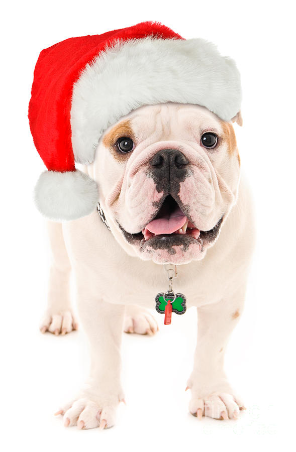 Christmas Photograph - Bulldog Santa by Jt PhotoDesign