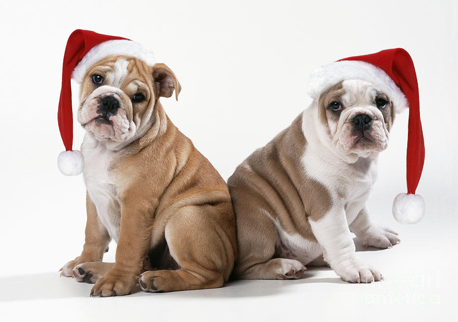 Bulldog Wearing Christmas Hats Photograph by John Daniels