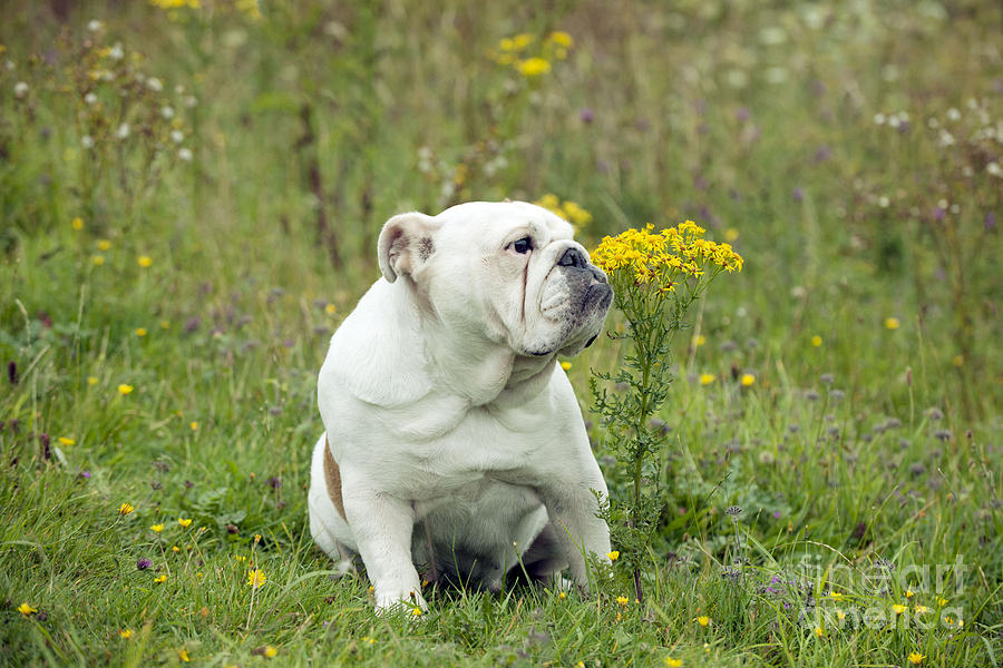 Bulldog With Flowers Photograph by John Daniels