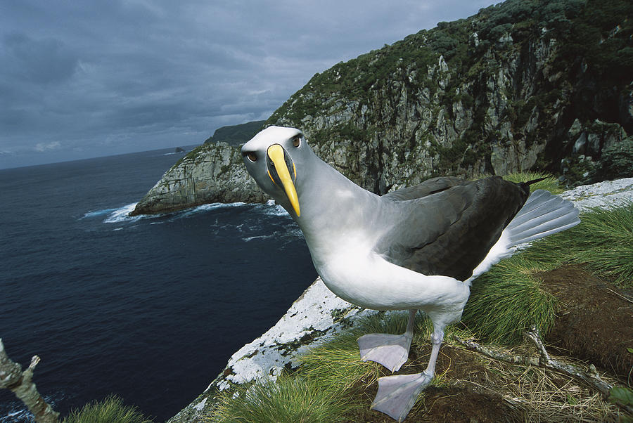 Bullers Albatross At Potential Nest Photograph by Tui De Roy