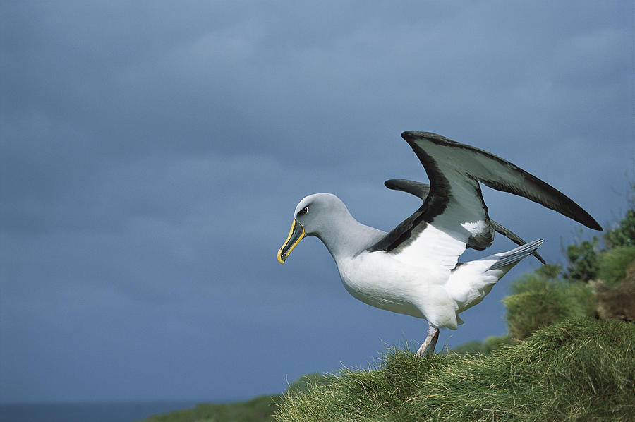 Bullers Albatross Spreading Wings Photograph by Tui De Roy