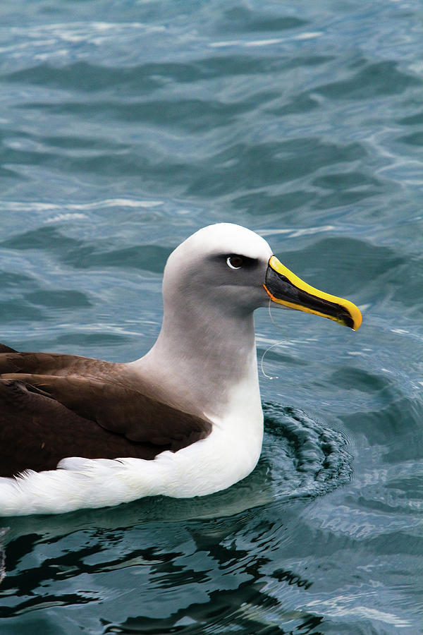 Buller's Albatross (thalassarche Bulleri Photograph by Micah Wright ...