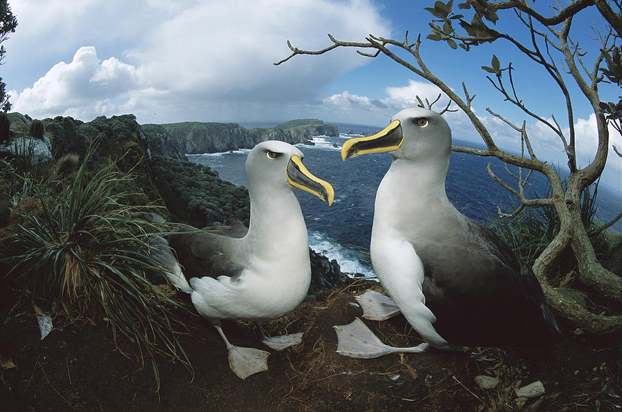 Bullers Albatrosses On Storm-lashed Photograph by Tui De Roy