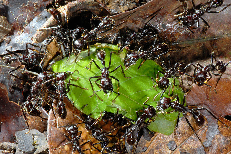 Bullet Ants Photograph By Francesco Tomasinelli - Fine Art America