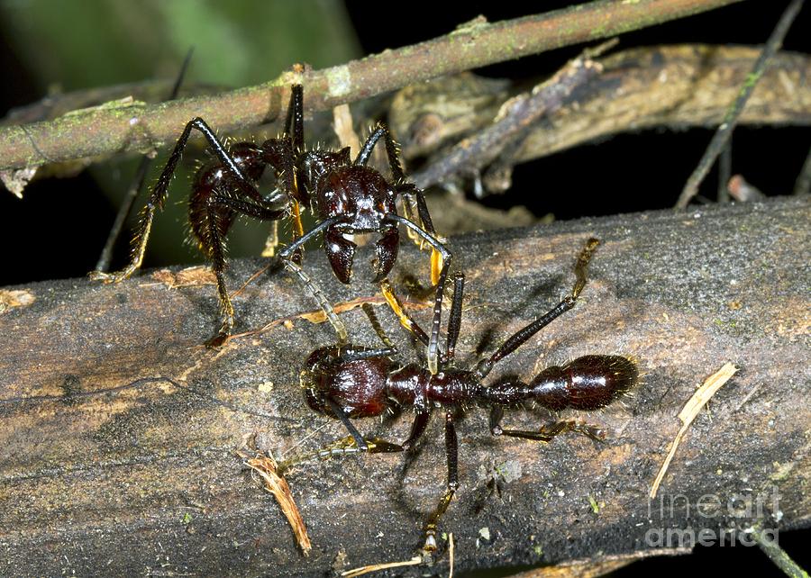 Animal Photograph - Bullet Ants Interacting by Dr Morley Read