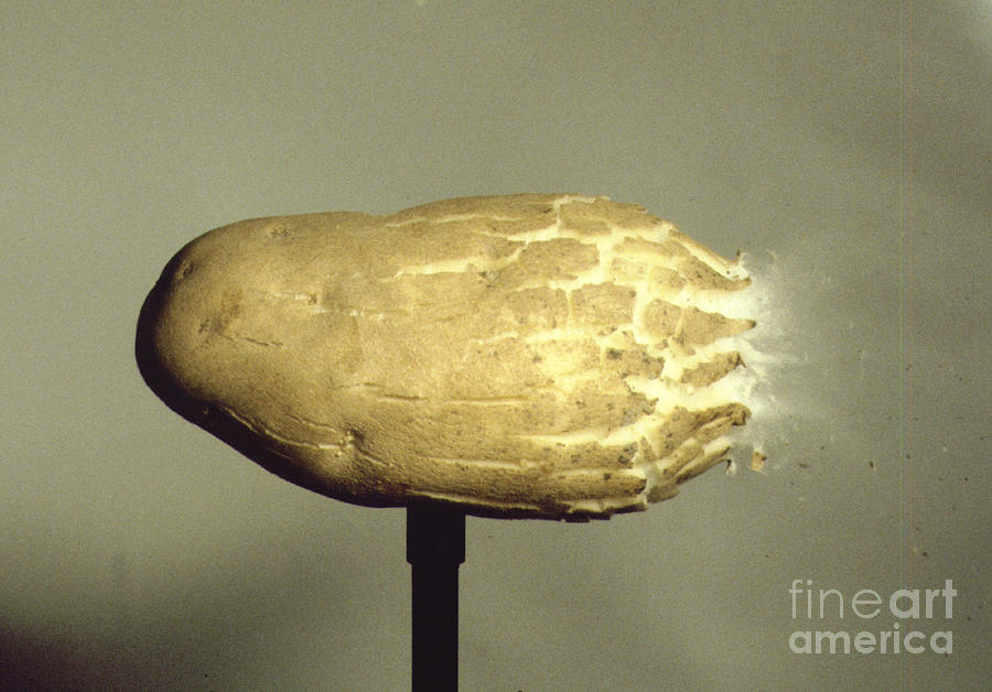 Bullet Piercing A Potato Photograph by Gary S. Settles