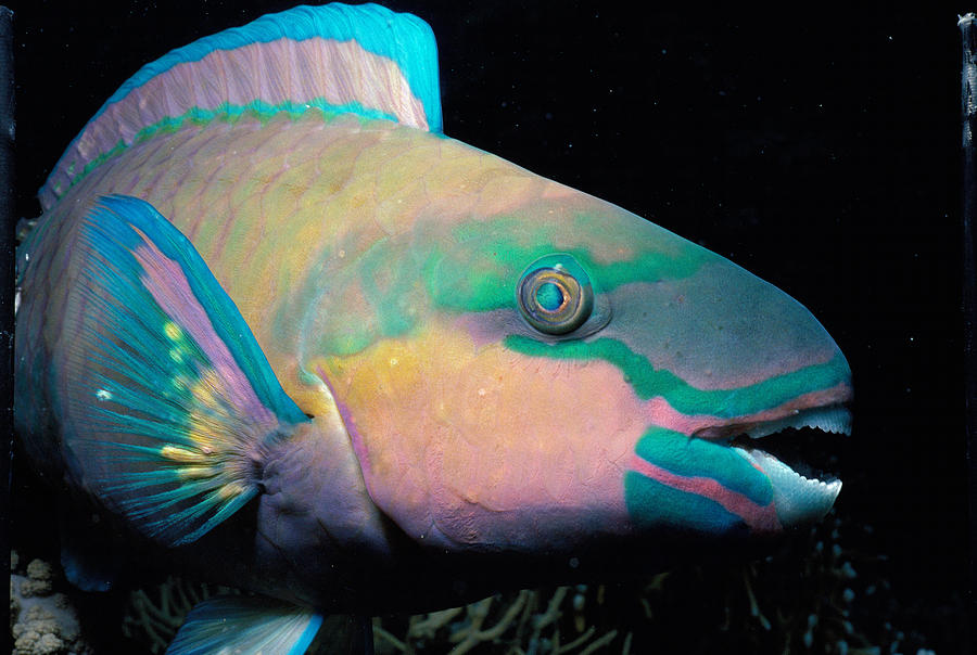 Bullethead Parrotfish Photograph by Jeff Rotman