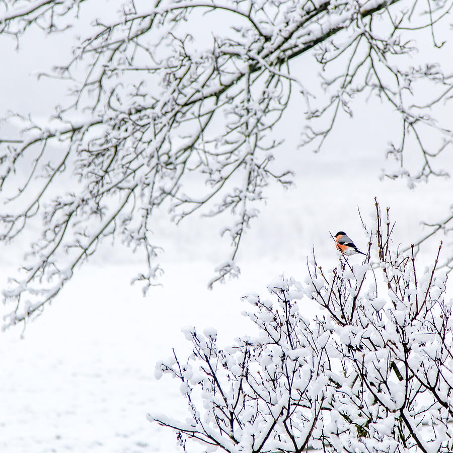 Winter Photograph - Bullfinch on a snowy branch by Aldona Pivoriene
