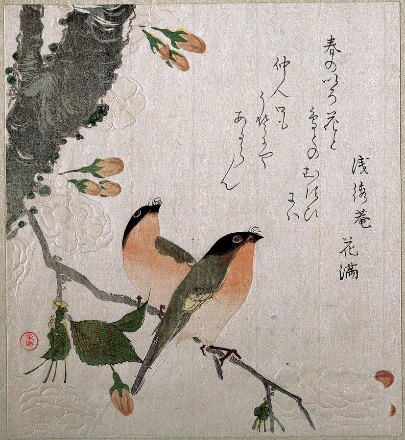Bullfinches and Cherry Blossoms Drawing by Kubo Shunman