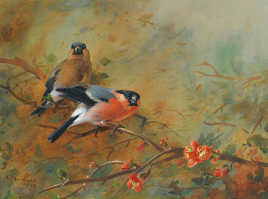 Archibald Thorburn Painting - Bullfinches and Pyrus Japonica by Archibald Thorburn 