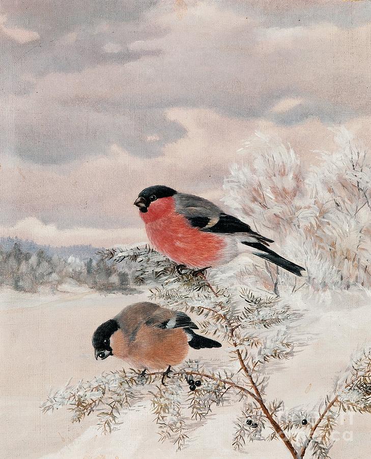 Wildlife Painting - Bullfinches by Celestial Images