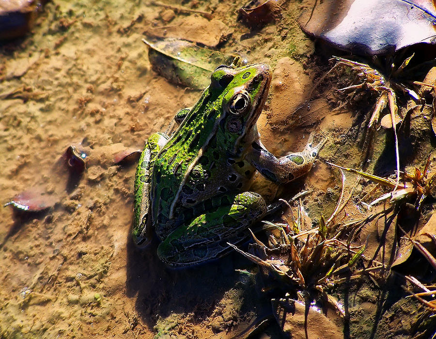 Bullfrog 2 Photograph by Flees Photos
