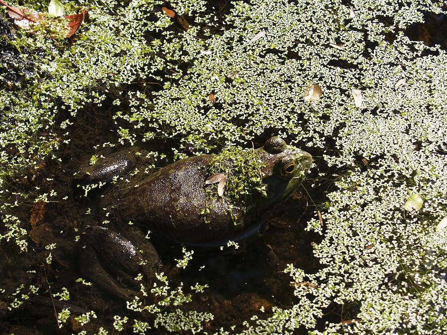 Nature Photograph - Bullfrog 3 by Philip Tolok