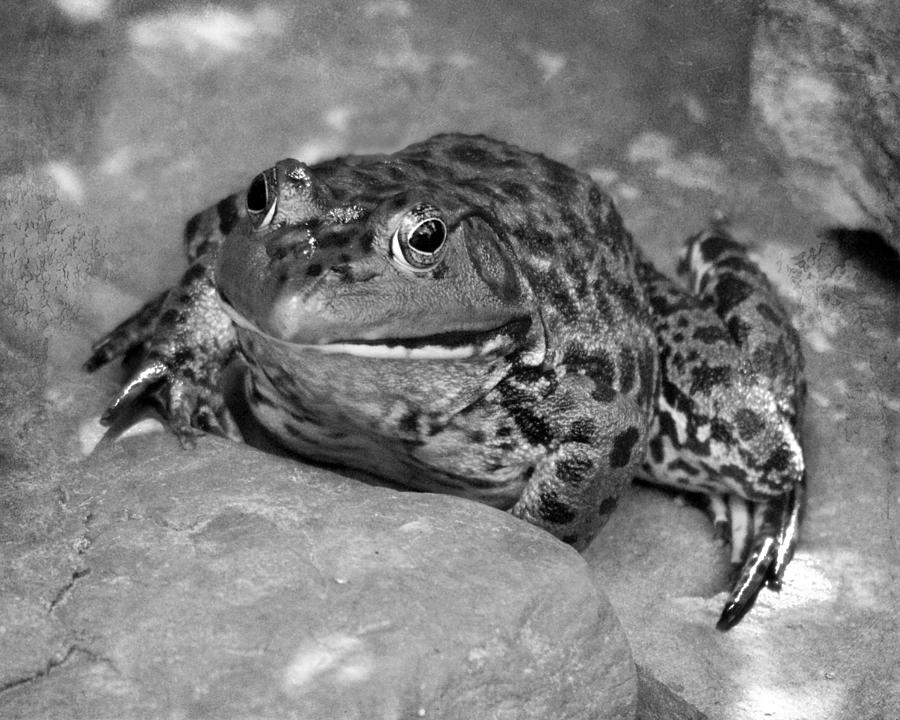Bullfrog B W Photograph by Jemmy Archer
