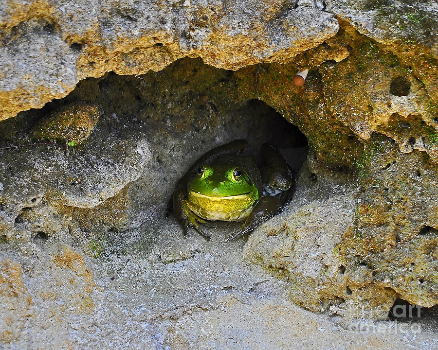 Animal Photograph - Bullfrog Burrow by Al Powell Photography USA