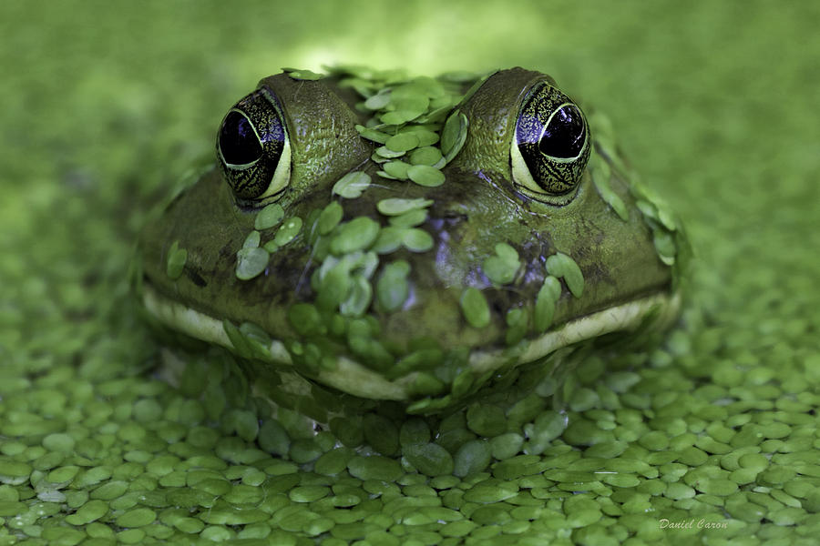Nature Photograph - Bullfrog by Daniel Caron