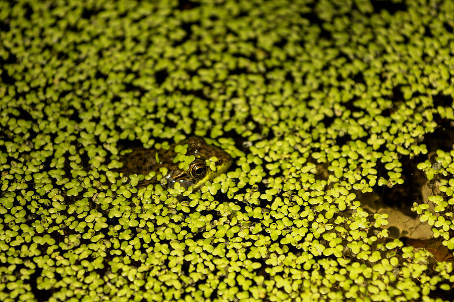 Bullfrog hiding in a sea of green Photograph by Tracy Winter