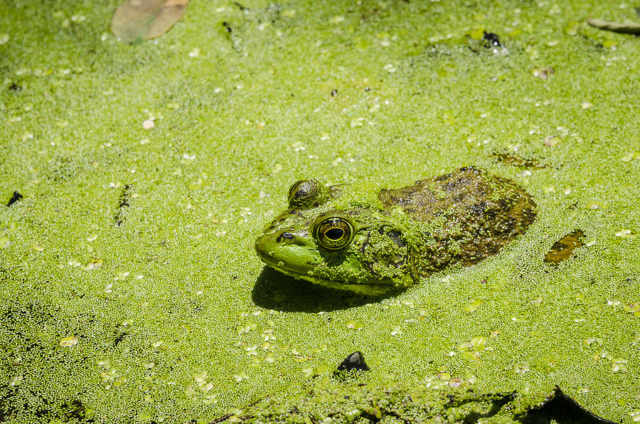 Bullfrog in Duckweed Photograph by Bradley Clay