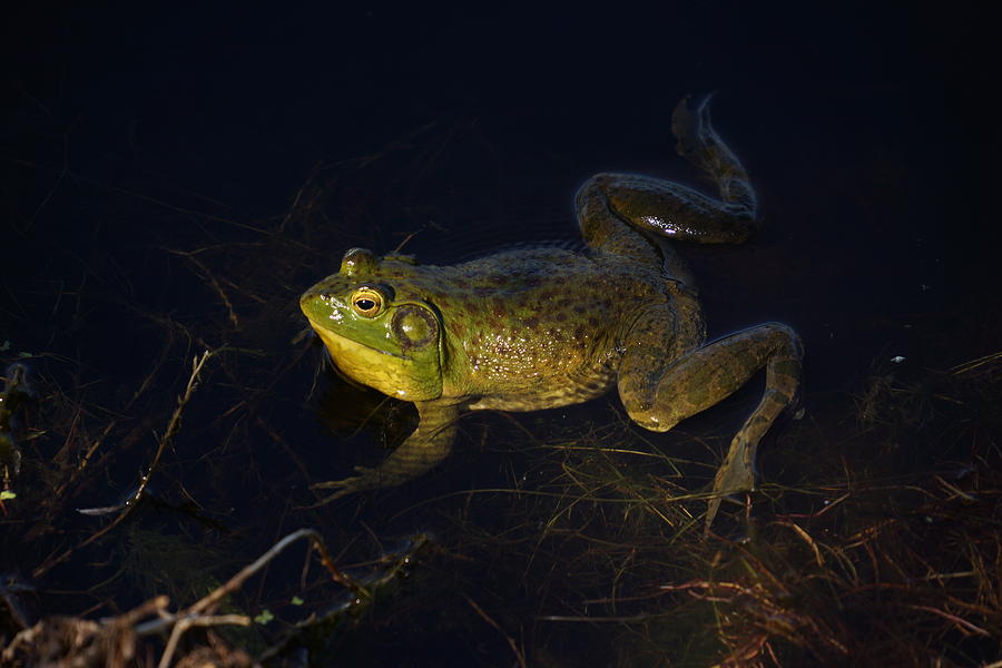 Bullfrog Photograph by Janis Knight