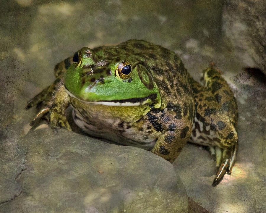 Bullfrog Photograph by Jemmy Archer