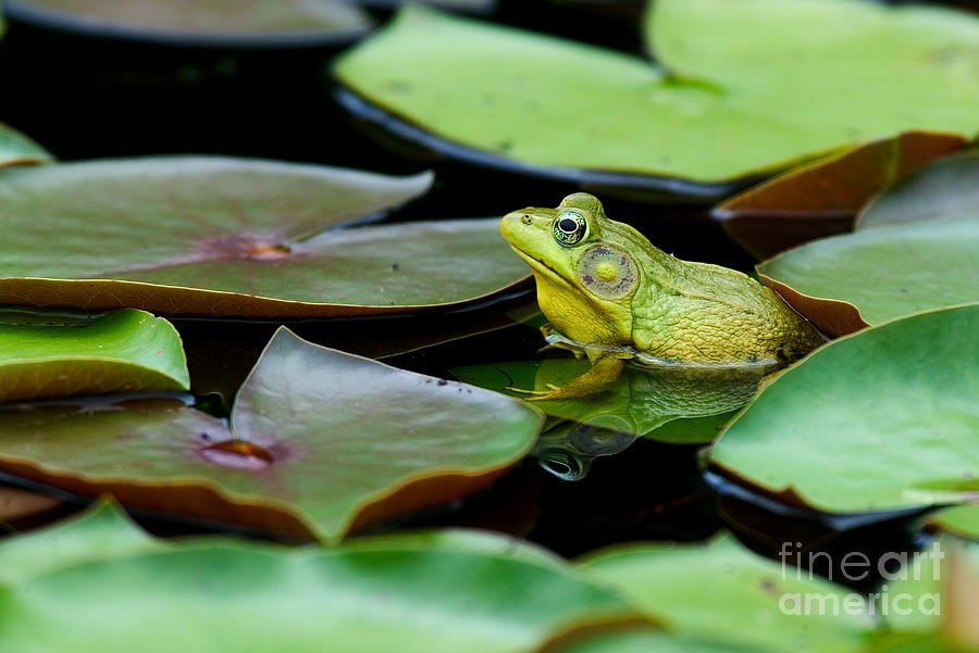Animal Photograph - Bullfrog by Jim Zipp