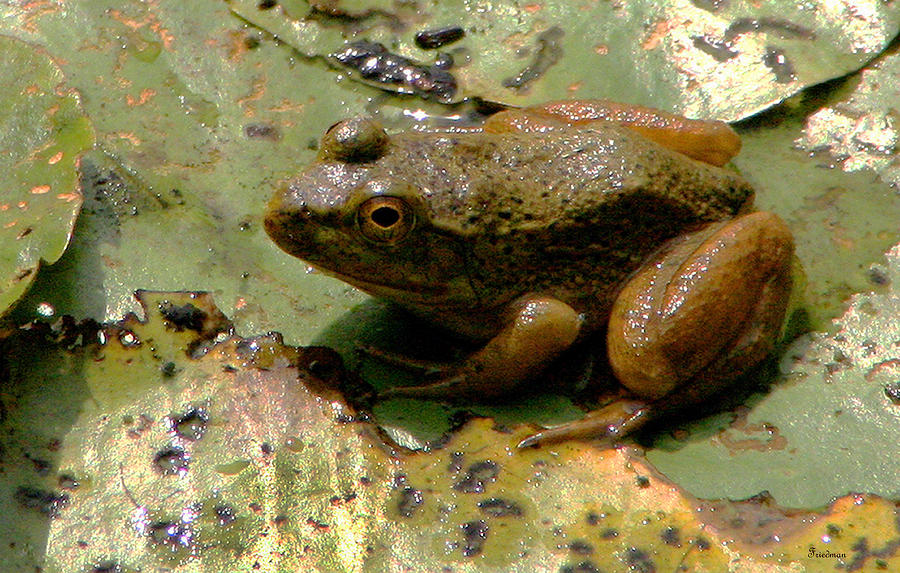Bullfrog Photograph by Michael Friedman