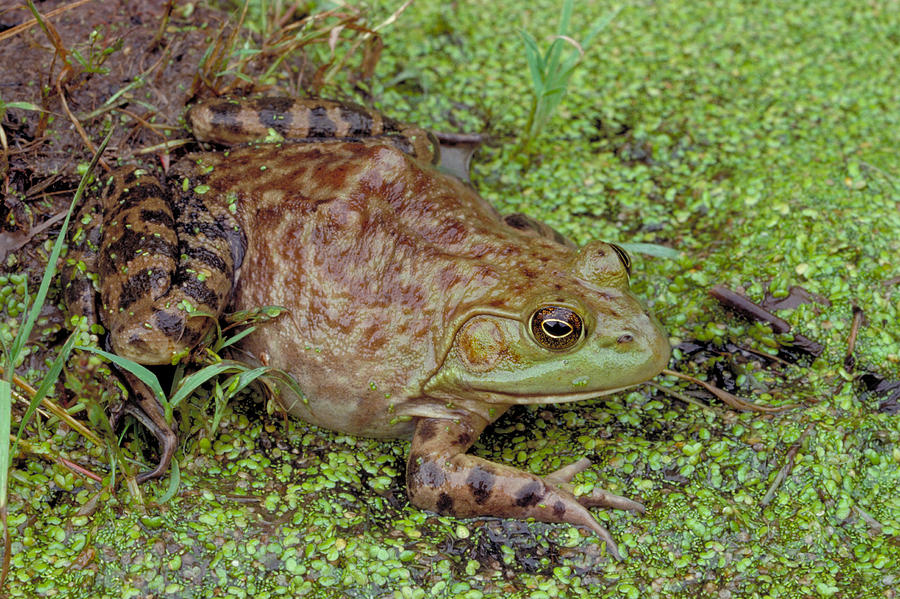 Bullfrog Photograph by Phil A. Dotson