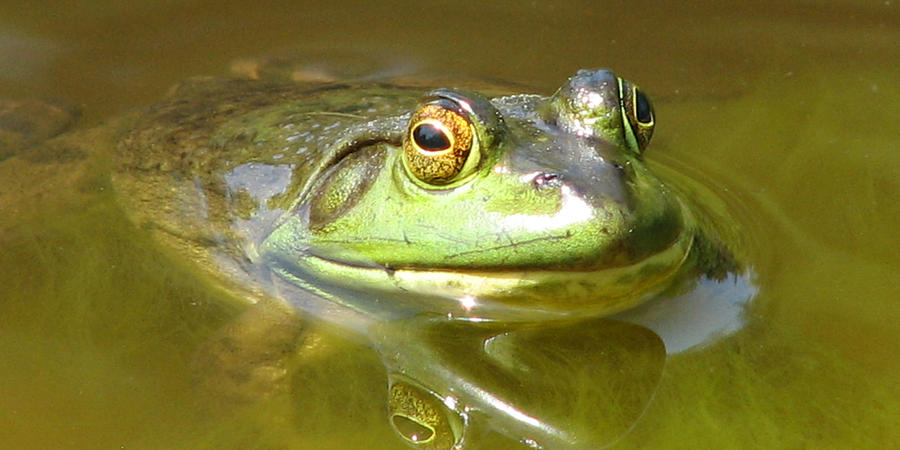 Bullfrog Profile View Photograph by Natalie Rotman Cote