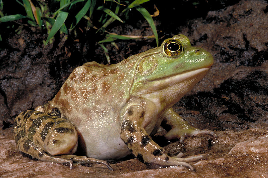 Bullfrog Photograph by Robert J. Erwin